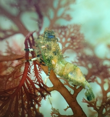 Spirontocaris prionota