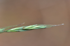 Elymus tsukushiensis