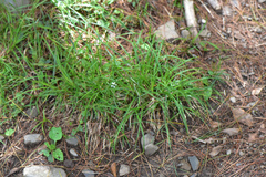 Elymus tsukushiensis