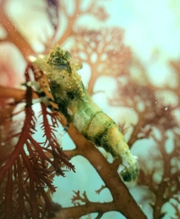 Spirontocaris prionota