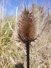 Dipsacus fullonum