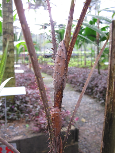 Genus Korthalsia · iNaturalist