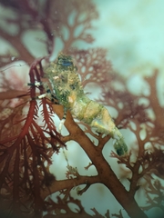 Spirontocaris prionota