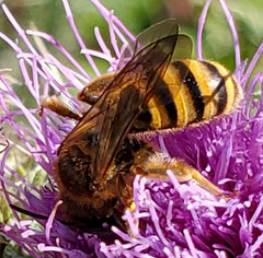 Halictus scabiosae