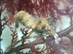 Spirontocaris prionota