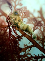 Spirontocaris prionota