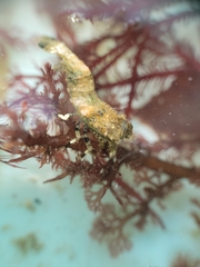 Spirontocaris prionota