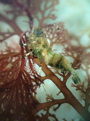 Spirontocaris prionota