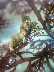 Spirontocaris prionota