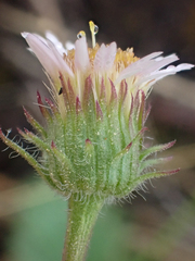 Erigeron nivalis