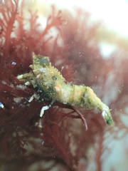 Spirontocaris prionota