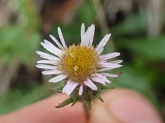 Erigeron nivalis