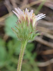 Erigeron nivalis