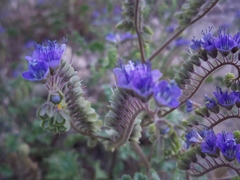 Phacelia scariosa