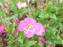 Oenothera rosea