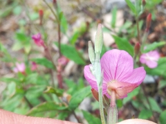 Oenothera rosea