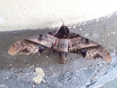 Amplypterus panopus