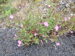 Oenothera rosea