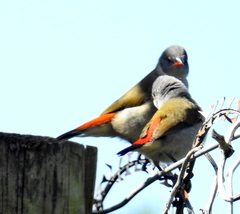 Coccopygia melanotis