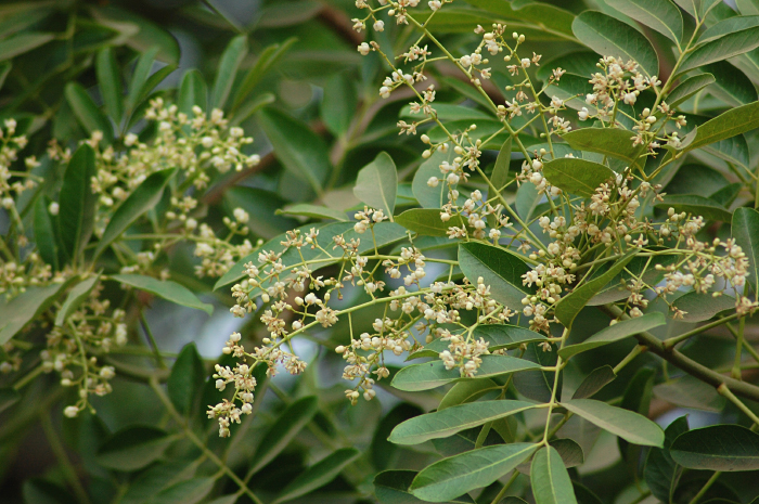 Khaya senegalensis