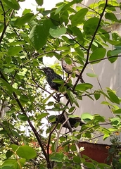 Sturnus vulgaris