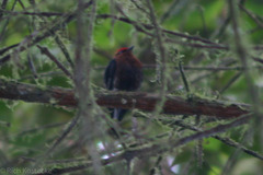 Machaeropterus deliciosus