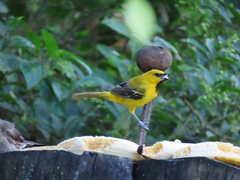 Icterus nigrogularis nigrogularis