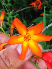 Crocosmia × crocosmiiflora