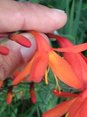 Crocosmia × crocosmiiflora