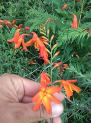 Crocosmia × crocosmiiflora