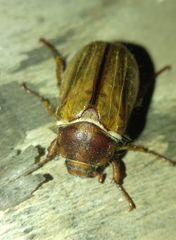 Amphimallon