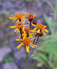 Tephroseris flammea