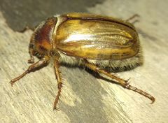 Amphimallon
