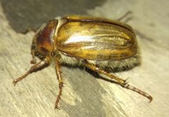 Amphimallon