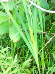 Crocosmia × crocosmiiflora