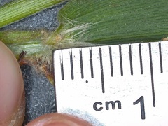 Dichanthelium ravenelii