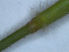 Dichanthelium ravenelii