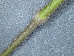 Dichanthelium ravenelii