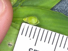 Dichanthelium ravenelii