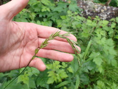 Elymus hirsutus