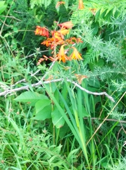 Crocosmia × crocosmiiflora
