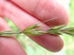 Elymus hirsutus