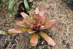Neoregelia marmorata