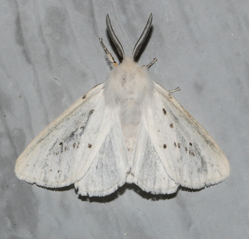 Agreeable Tiger Moth