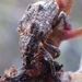 Melaleuca Weevil - Photo (c) Joe MDO, some rights reserved (CC BY-NC), uploaded by Joe MDO