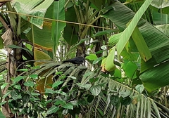 Corvus splendens