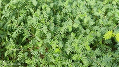 Tribulus terrestris