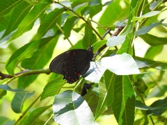 Papilio menatius