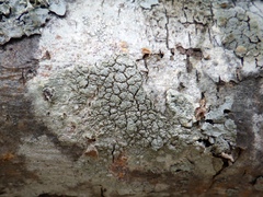 Pertusaria pertusa