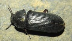 Tenebrio